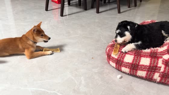 Dogs swap food after brief stare in Guangdong, China