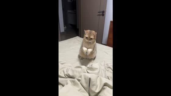 British Shorthair cat catches bell in adorable stunt in Jiangxi, China