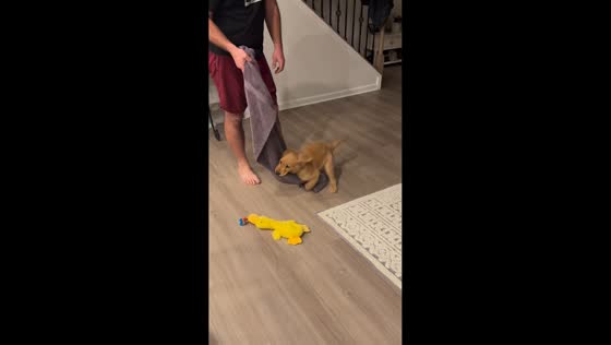Puppy discovers unexpected towel obsession in Ranson, West Virginia, USA