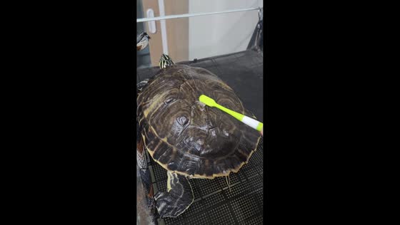 Turtle enjoys a scrub in Gangwon, South Korea