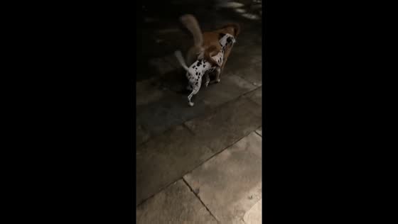 Two playful dogs tangled while walking in Zhejiang, China