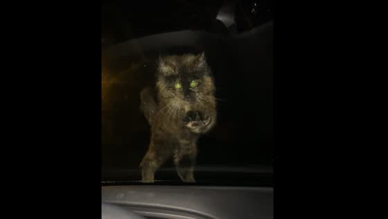 Cat paws at windscreen trying to get in car in Kungälv, Sweden