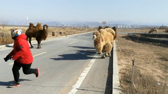 Motorcyclist encounters camels blocking road near Wuhai Lake in Inner Mongolia, China