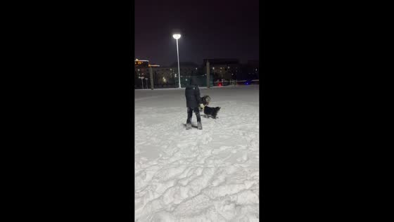 Dog walking another dog on thick ice in Heilongjiang, China