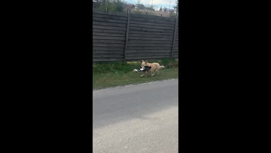Caught on camera: dog carries duck in mouth while running alongside road in Lviv, Ukraine