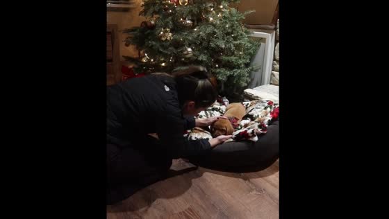 Surprise puppy gift for partner in South Lake Tahoe