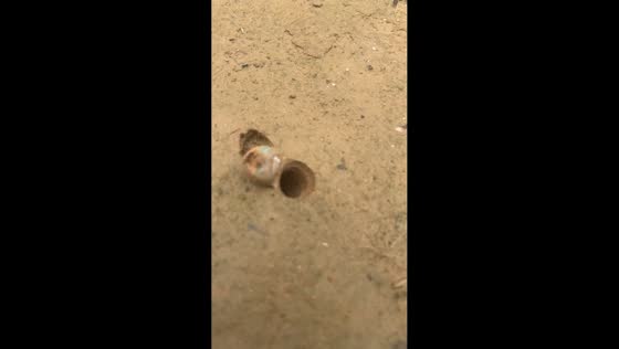 Trapdoor spider closed the door after being disturbed in Shaanxi, China