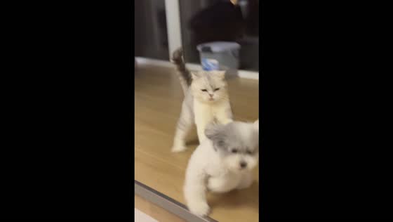 Puppy runs toward two fighting cats but gets chased away in Guangdong, China