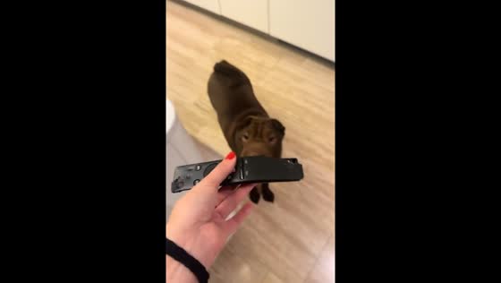 Dog avoids confrontation after damaging TV remote in Buenos Aires