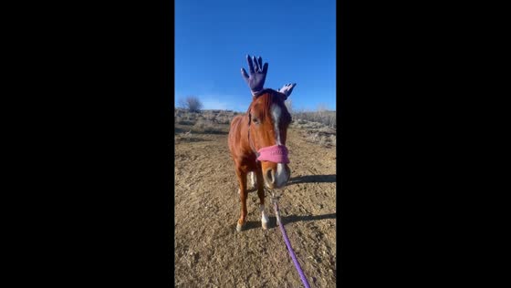 Horse amusingly wiggles “hands” with gloves on ears in Boulder, Montana, USA