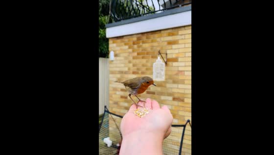 Bird whisperer: feeding time in Southend-on-Sea