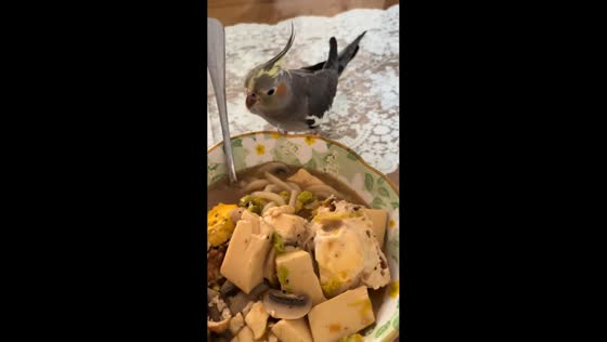 Cockatiel hilariously reacts to hot soup in Hebei, China