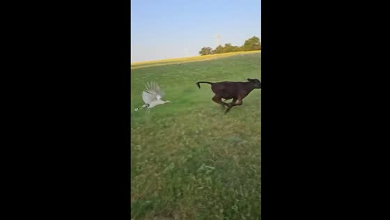 Turkey chases calf, mother cow joins in pursuit in Melbourne, Florida