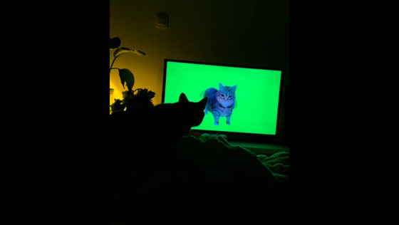 Cat caught kneading on bed pauses to watch TV in Bordeaux