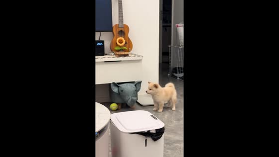 Puppy hilariously tries to retrieve ball stuck under stuffed elephant in Shandong, China