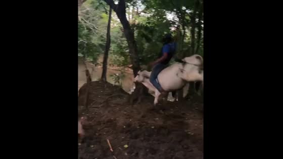 Cow tries to throw person off in Rivas, Nicaragua