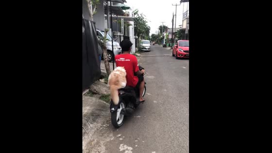 Cute cat riding on a motorcycle