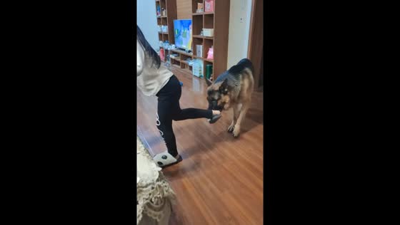 Playful German Shepherd accidentally knocks girl over in Jilin, China
