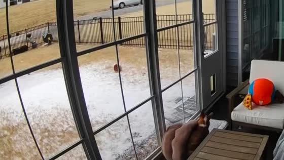 Dog drags spare bed outside to enjoy snowstorm in Durham, North Carolina