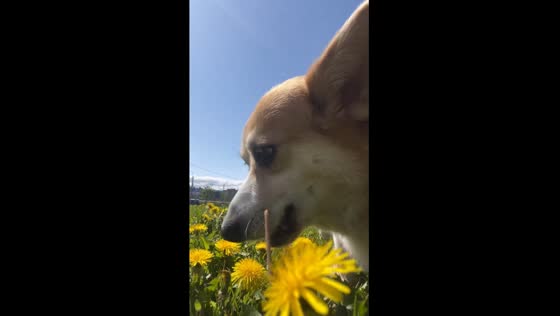 Playful corgi Jam from Belarus delights in dandelions