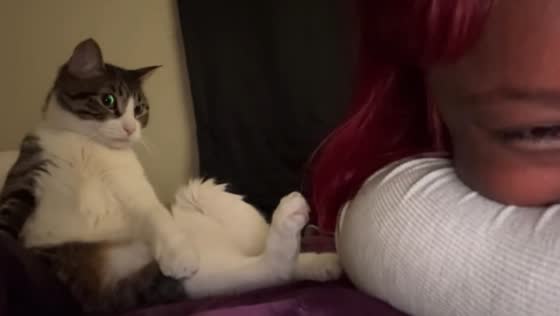 Cat jumps in surprise after owner's playful scare in North Carolina, USA
