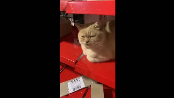 Aikos the Post Office cat found asleep after hour-long search