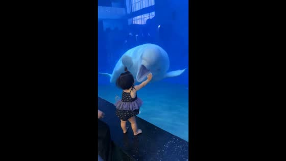 Beluga whale startles little girl at oceanarium in Shandong, China
