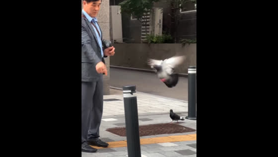 Man guides pigeon from one bollard to another in a surprising display of animal interaction