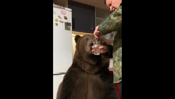 The owner is brushing the adorable bear's teeth!