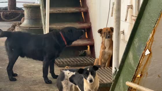 Dog scolds fellow canine after biting owner in Shanghai, China
