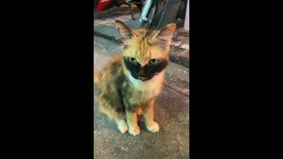 Cat in Kuala Lumpur appears to wear mask due to unique fur coloration