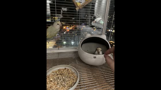 Bird smartly closes its igloo in Guangxi, China