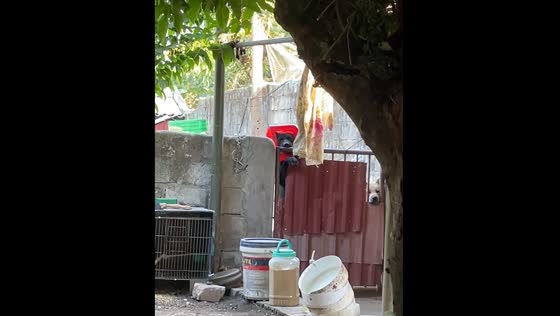 Dog gets head stuck in chair in Haiphong, Vietnam