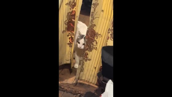Jealousy unleashed: hilarious showdown between white and stray gray cat in Avdiivka home