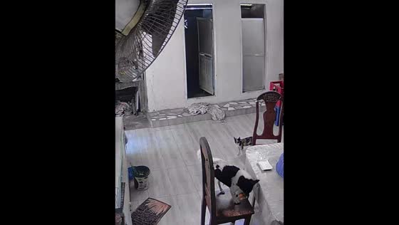 Dog steals chicken as owner steps away  in Santo Tomas, Davao del Norte, Philippines