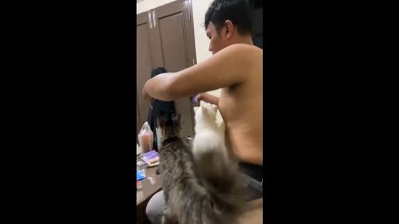 Cat bites owner during snack time in Purbalingga, Indonesia