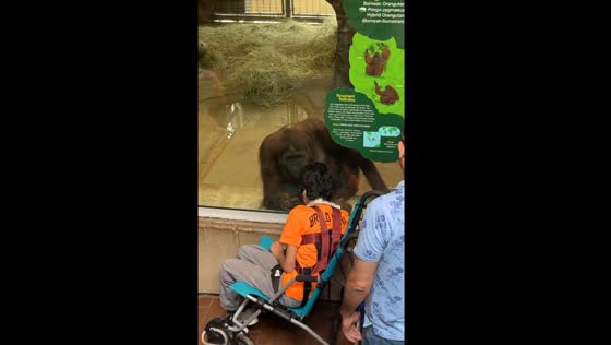 Orangutan's heartwarming bond with young man in wheelchair