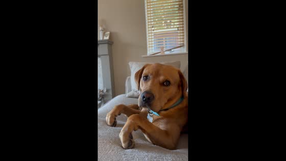 Dog caught chilling with intense focus in Llangollen, Wales
