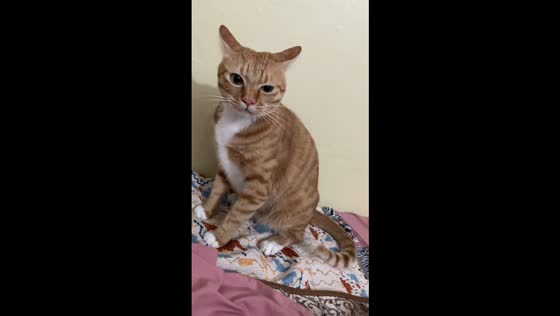 Mischievous Domestic Shorthair cat attacks camera in Guangxi, China