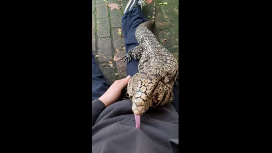 Blue tegu bonding: Saratoga, USA