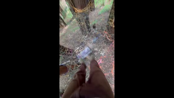 Man showcases bouncy, tree-attached treenet in Brookings, Oregon, USA