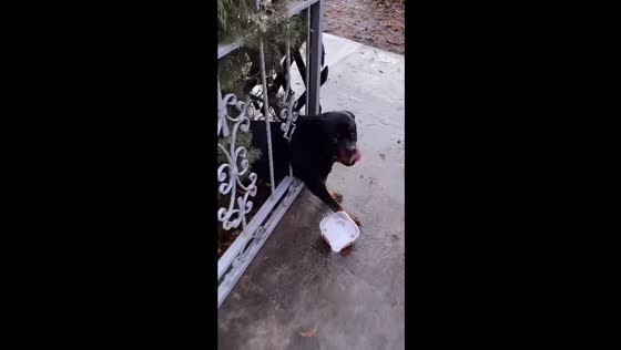 Canine dilemma: stuck in gate drama unfolds in Belgrade, Serbia 