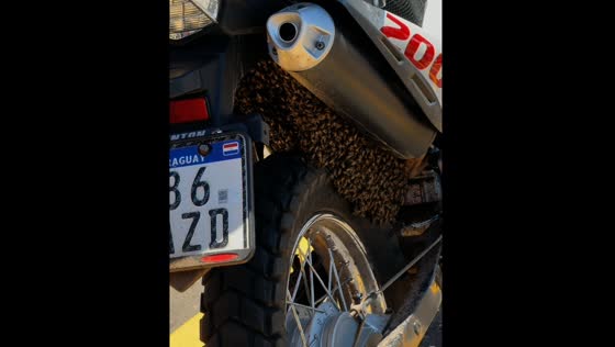 Bees swarm on a motorcycle in Mariano Roque Alonso