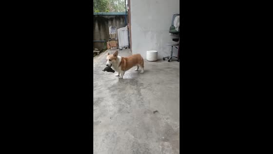 Corgi plays energetically with cloth in Sichuan, China