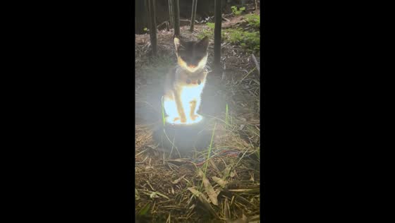 Mischievous cat glows on garden light in Zhejiang, China