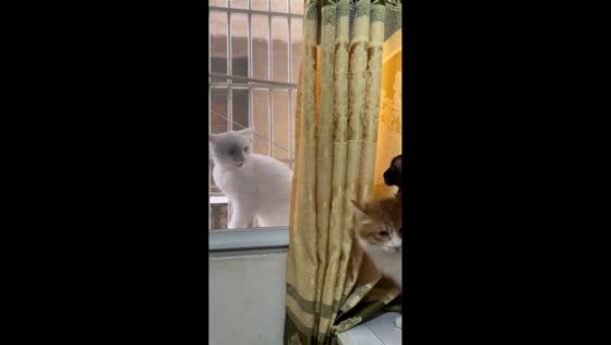 Window standoff between indoor and outdoor cat in Sichuan, China