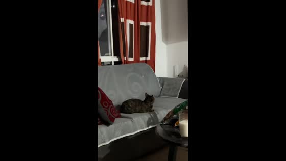 Cat intently watches TV while sitting on couch in Cancun, Mexico