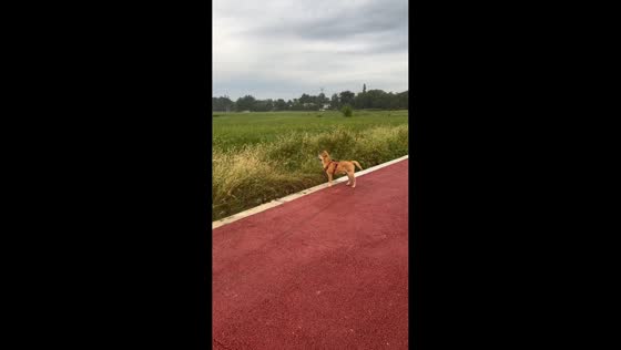 Playful dog hilariously chases flying drone across field in Sichuan, China