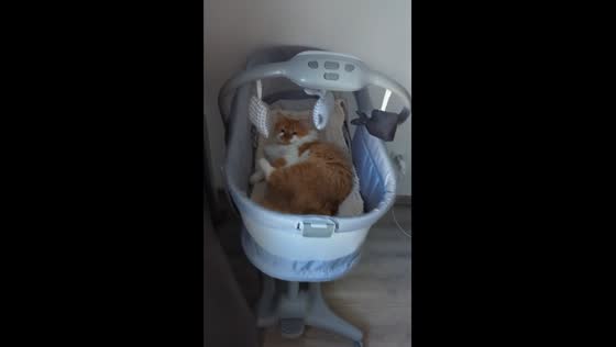 Cat sleeps in baby's bassinet in Ukraine