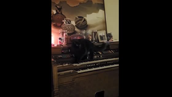 The adorable black cat played the piano and made a creepy sound!